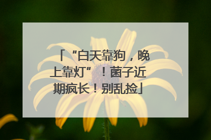 “白天靠狗，晚上靠灯”！菌子近期疯长！别乱捡