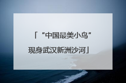 “中国最美小鸟”现身武汉新洲沙河
