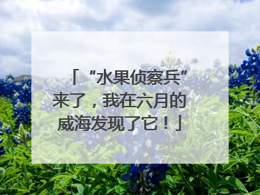 “水果侦察兵”来了，我在六月的威海发现了它！