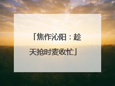 焦作沁阳：趁天抢时麦收忙