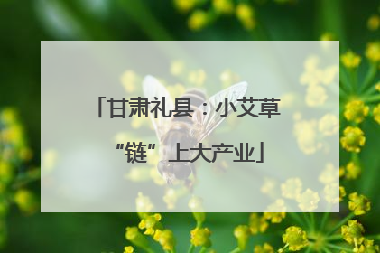 甘肃礼县：小艾草“链”上大产业