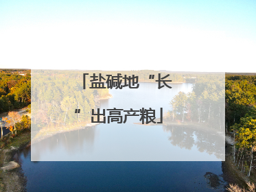 盐碱地“长”出高产粮
