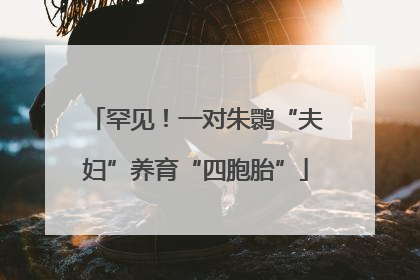 罕见！一对朱鹮“夫妇”养育“四胞胎”