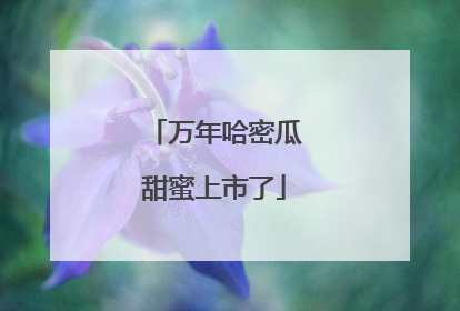 万年哈密瓜甜蜜上市了