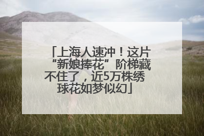 上海人速冲！这片“新娘捧花”阶梯藏不住了，近5万株绣球花如梦似幻