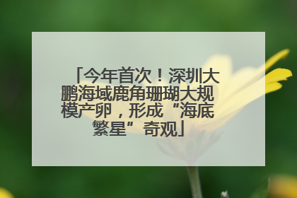 今年首次！深圳大鹏海域鹿角珊瑚大规模产卵，形成“海底繁星”奇观