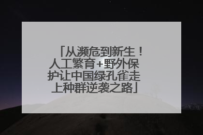 从濒危到新生！人工繁育+野外保护让中国绿孔雀走上种群逆袭之路