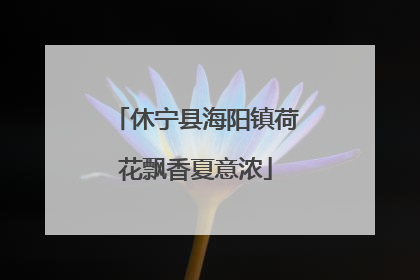 休宁县海阳镇荷花飘香夏意浓