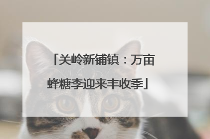 关岭新铺镇：万亩蜂糖李迎来丰收季