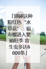 别碰这种粉红色“水草花”：福寿螺进入繁殖旺季 寄生虫多达6000条