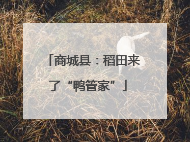 商城县：稻田来了“鸭管家”
