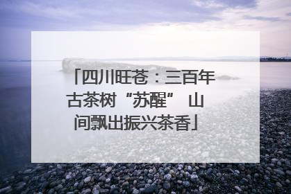 四川旺苍：三百年古茶树“苏醒” 山间飘出振兴茶香