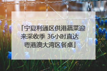 宁夏利通区供港蔬菜迎来采收季 36小时直达粤港澳大湾区餐桌