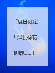 夏日限定！温县荷花初绽……