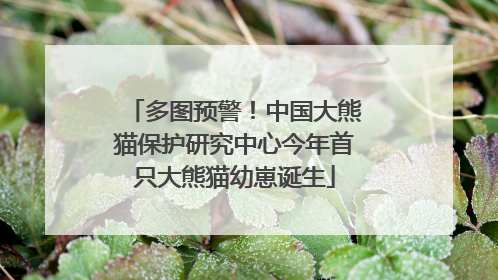 多图预警！中国大熊猫保护研究中心今年首只大熊猫幼崽诞生