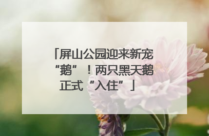 屏山公园迎来新宠“鹅”！两只黑天鹅正式“入住”