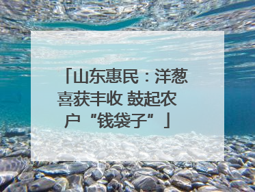 山东惠民：洋葱喜获丰收 鼓起农户“钱袋子”
