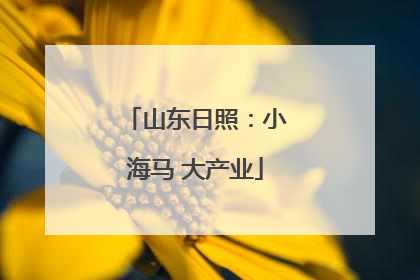 山东日照：小海马 大产业