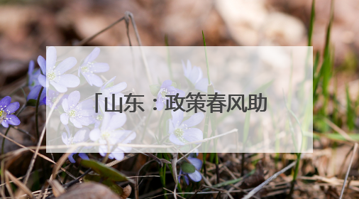 山东：政策春风助求职者 从“稳岗”迈向“创业”