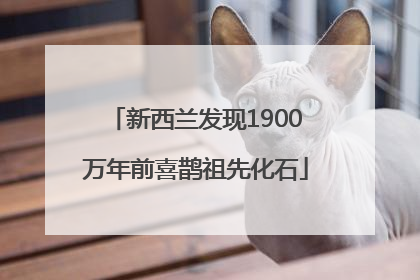 新西兰发现1900万年前喜鹊祖先化石