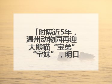 时隔近5年，温州动物园再迎大熊猫“宝弟”“宝妹”，明日正式开馆！