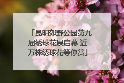 昆明郊野公园第九届绣球花展启幕 近万株绣球花等你赏