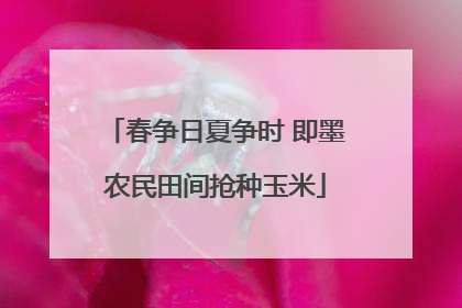 春争日夏争时 即墨农民田间抢种玉米