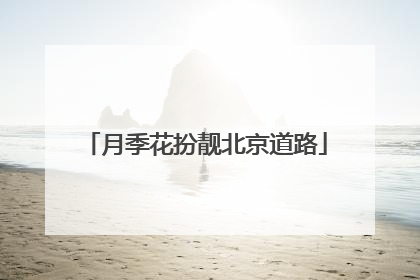 月季花扮靓北京道路
