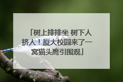 树上排排坐 树下人挤人！厦大校园来了一窝猫头鹰引围观