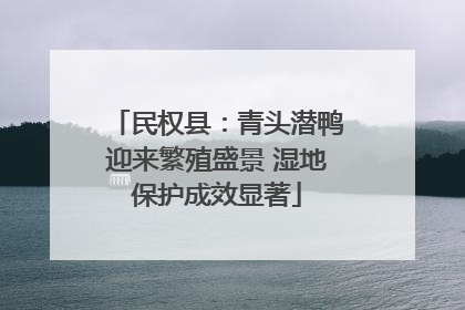 民权县：青头潜鸭迎来繁殖盛景 湿地保护成效显著