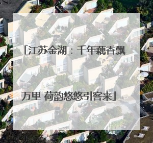 江苏金湖：千年藕香飘万里 荷韵悠悠引客来