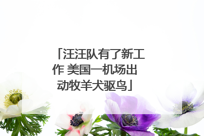汪汪队有了新工作 美国一机场出动牧羊犬驱鸟