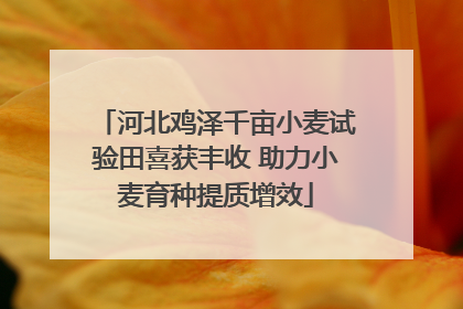 河北鸡泽千亩小麦试验田喜获丰收 助力小麦育种提质增效