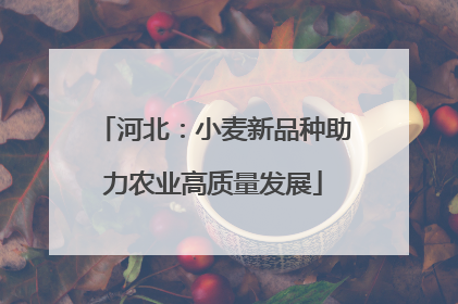 河北：小麦新品种助力农业高质量发展