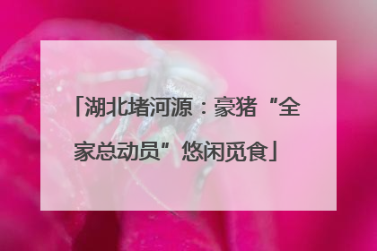 湖北堵河源：豪猪“全家总动员”悠闲觅食