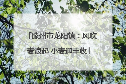 滕州市龙阳镇：风吹麦浪起 小麦迎丰收