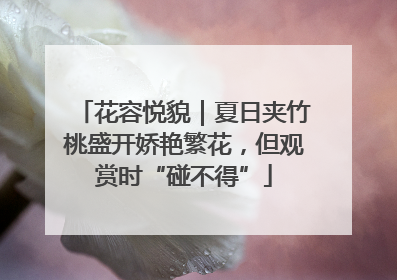 花容悦貌｜夏日夹竹桃盛开娇艳繁花，但观赏时“碰不得”