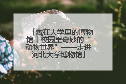 藏在大学里的博物馆丨校园里奇妙的“动物世界”——走进河北大学博物馆