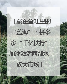 藏在鱼缸里的“蓝海”：拼多多“千亿扶持”加速激活西部水族大市场