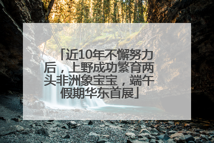 近10年不懈努力后，上野成功繁育两头非洲象宝宝，端午假期华东首展