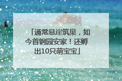 通常悬崖筑巢，如今首钢园安家！还孵出10只萌宝宝