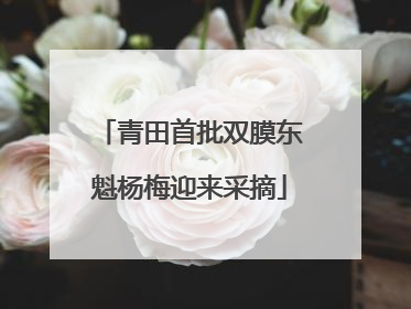 青田首批双膜东魁杨梅迎来采摘