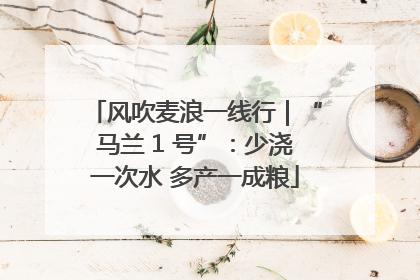 风吹麦浪一线行｜“马兰 1 号”：少浇一次水 多产一成粮