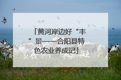 黄河岸边好“丰”景——合阳县特色农业养成记